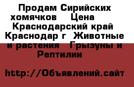 Продам Сирийских хомячков  › Цена ­ 50 - Краснодарский край, Краснодар г. Животные и растения » Грызуны и Рептилии   